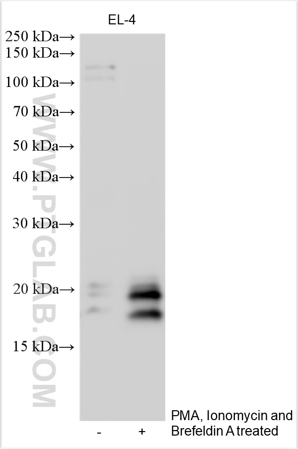 WB analysis using 30198-1-AP