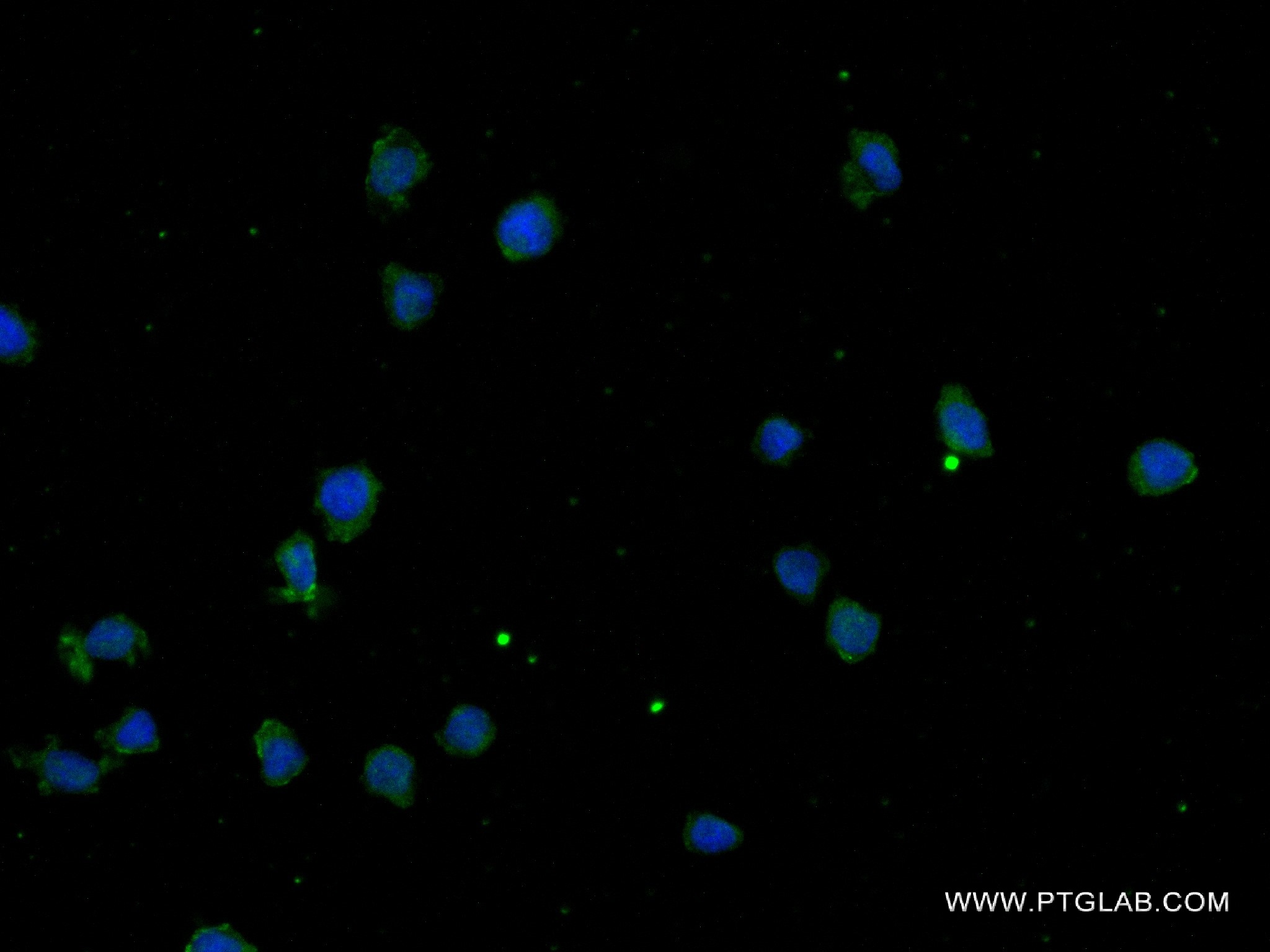 IF Staining of THP-1 using 83747-5-RR (same clone as 83747-5-PBS)