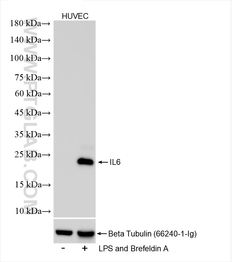 WB analysis of HUVEC using 83747-5-RR (same clone as 83747-5-PBS)