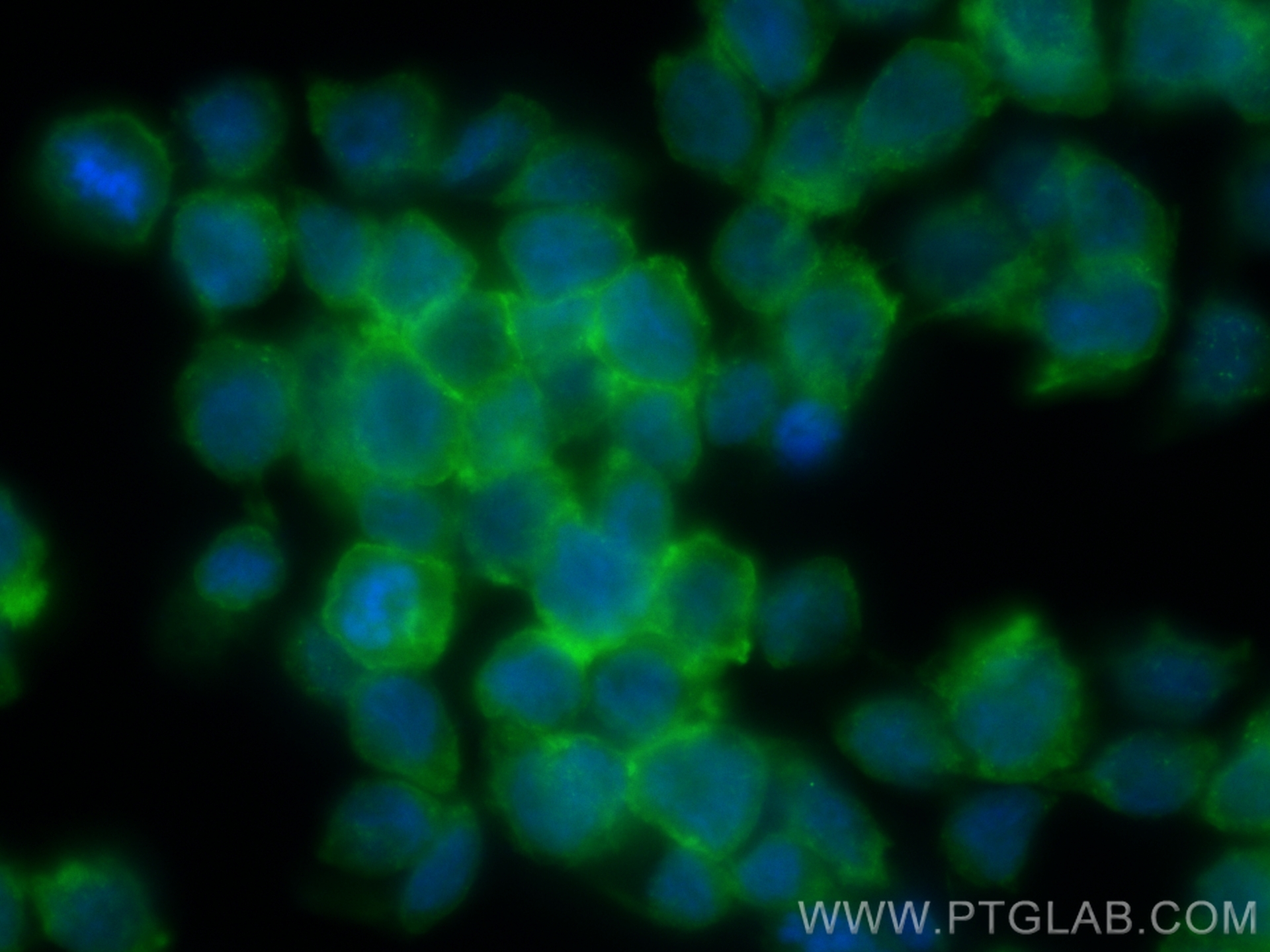 IF Staining of THP-1 using CL488-83747-5