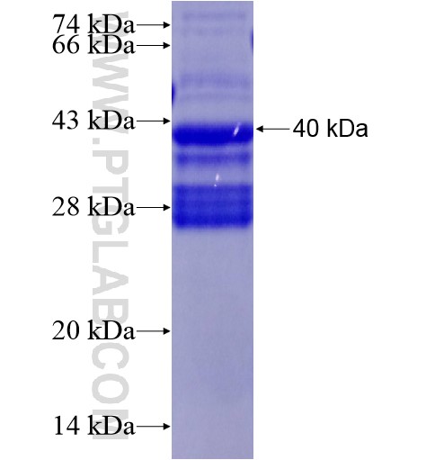 IL11RA fusion protein Ag28360 SDS-PAGE