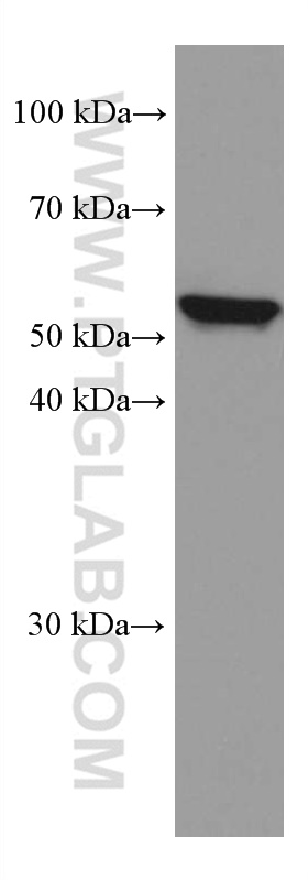 WB analysis of Raji using 60138-1-Ig (same clone as 60138-1-PBS)
