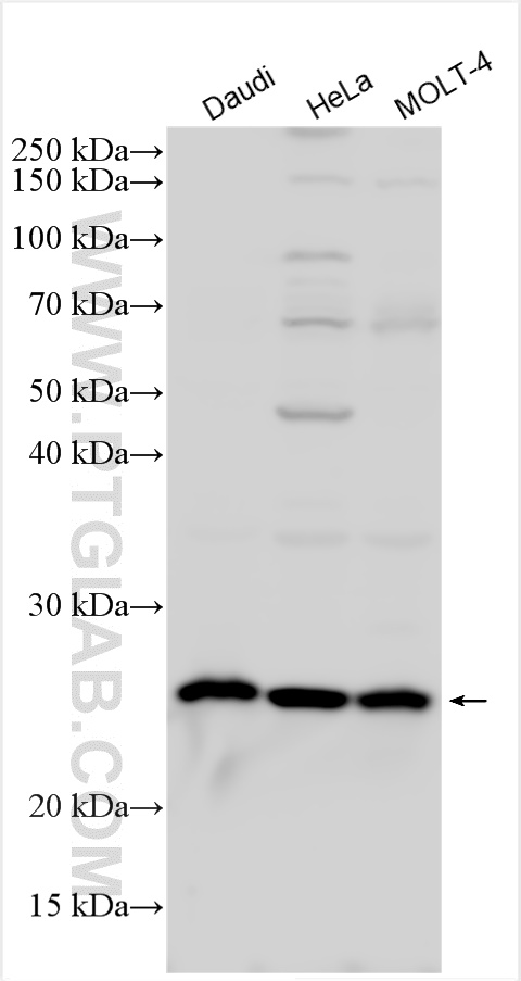 WB analysis using 24495-1-AP