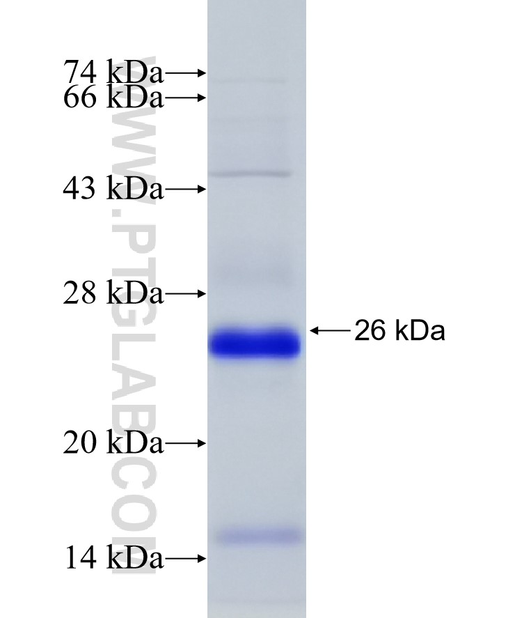 IL-17D fusion protein Ag6762 SDS-PAGE