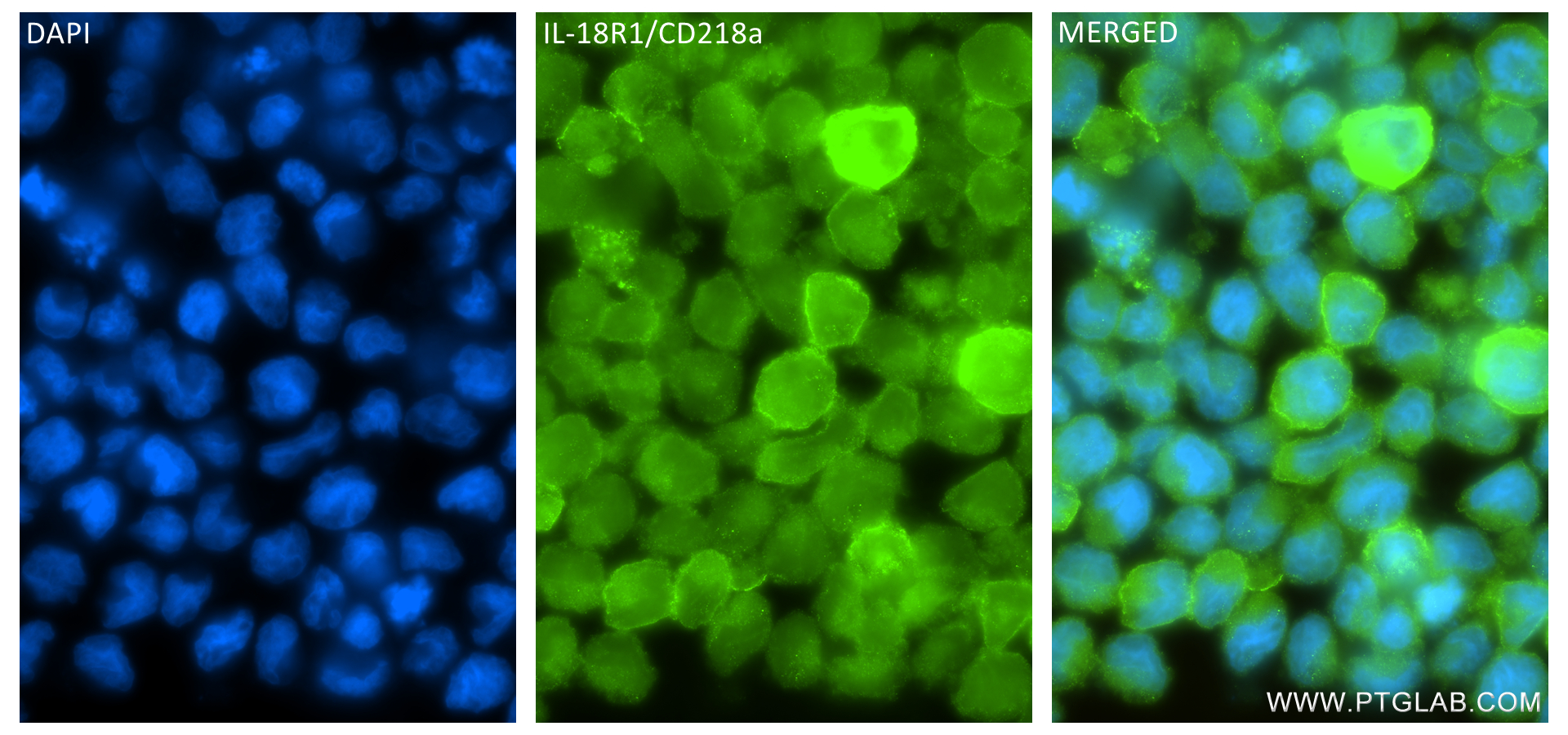 IF Staining of NK-92 using 84390-5-RR