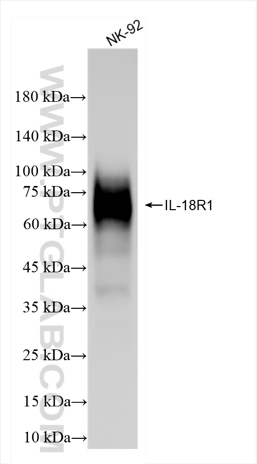 WB analysis of NK-92 using 84390-5-RR