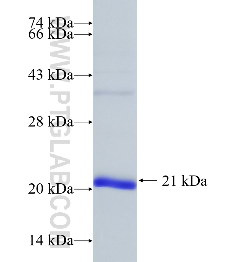 IL-1F6 fusion protein Ag21487 SDS-PAGE