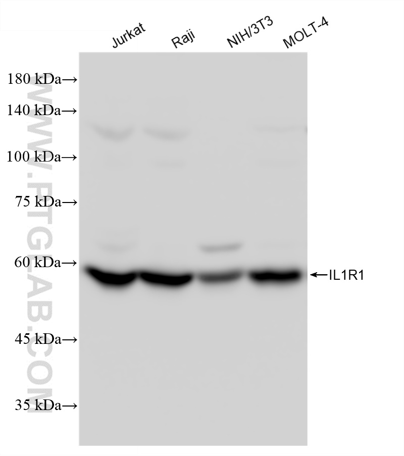 WB analysis using 83420-1-RR