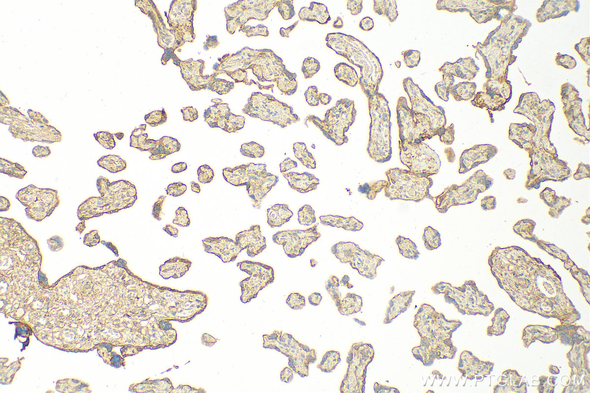 IHC staining of human placenta using 30966-1-AP