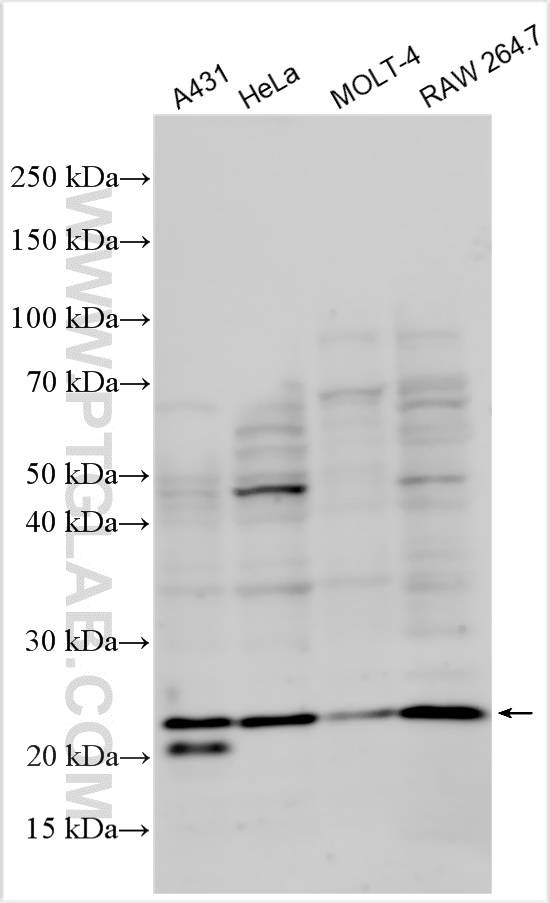 WB analysis using 10844-1-AP