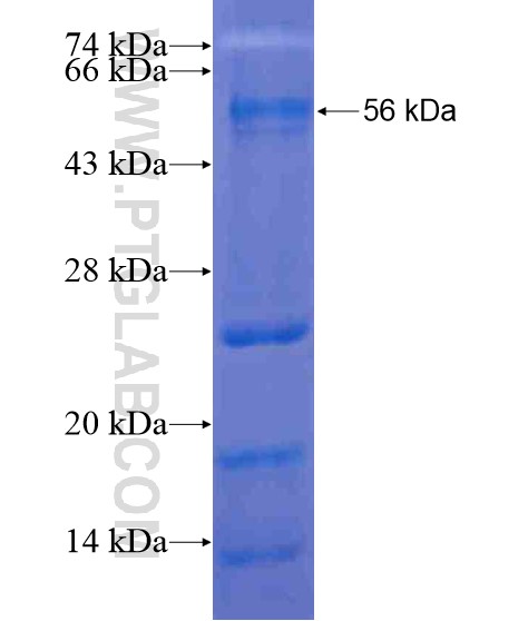 IL-21R fusion protein Ag21295 SDS-PAGE