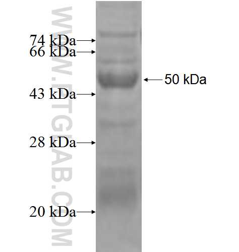IL-24 fusion protein Ag2701 SDS-PAGE