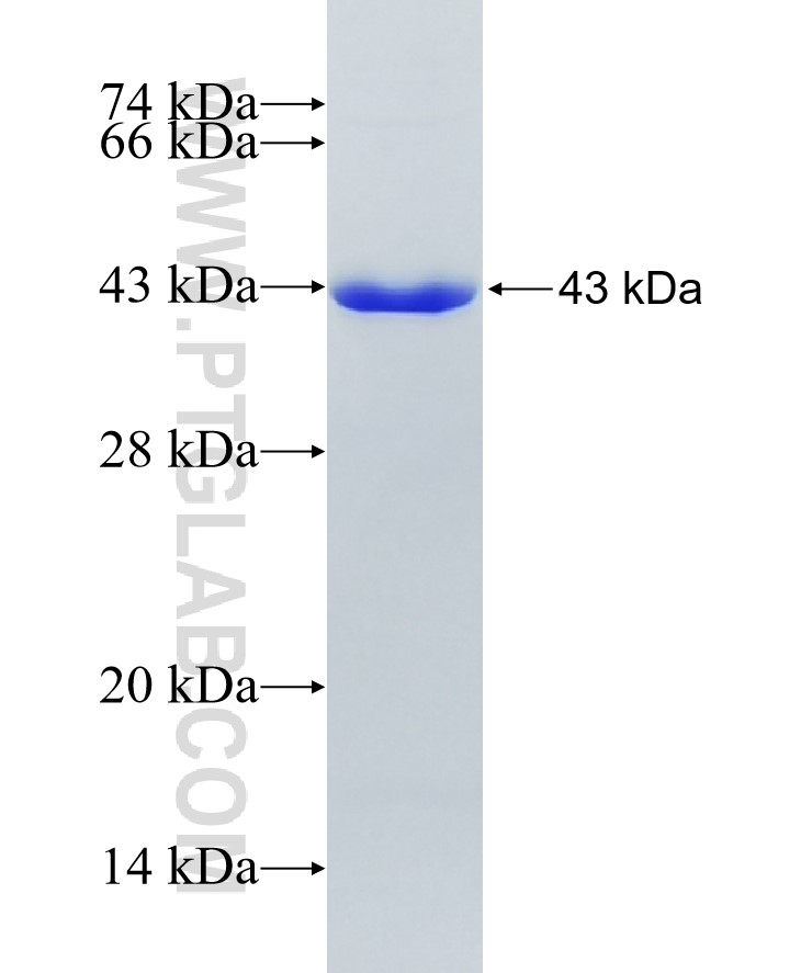 IL-4I1 fusion protein Ag19136 SDS-PAGE