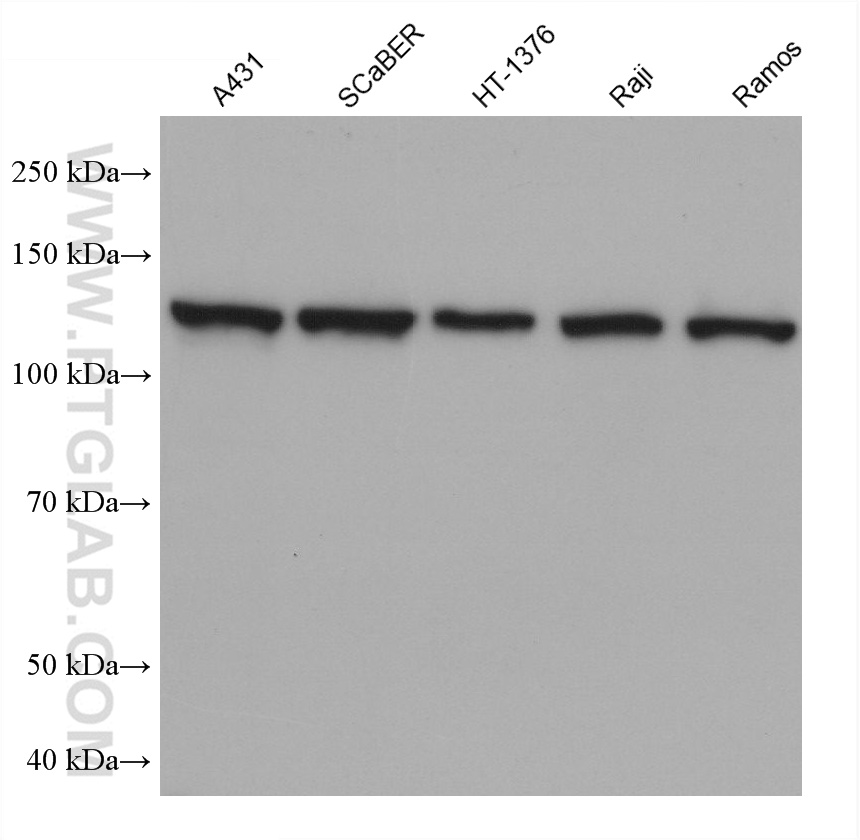 WB analysis using 67051-1-Ig