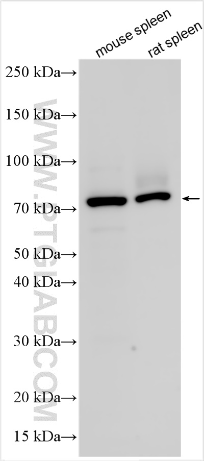 WB analysis using 23457-1-AP