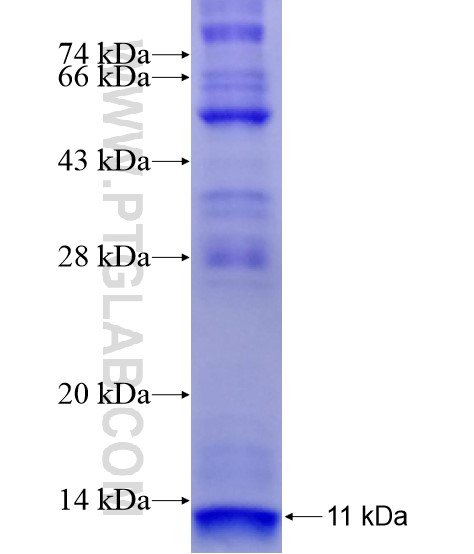 IL-8RA fusion protein Ag28962 SDS-PAGE
