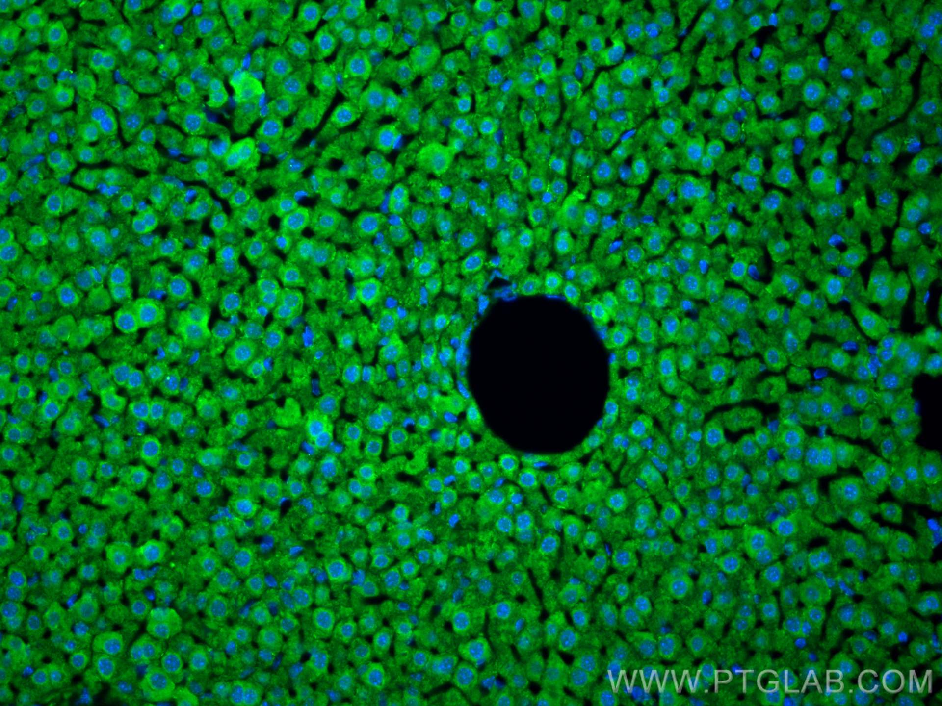 IF Staining of mouse liver using 20634-1-AP