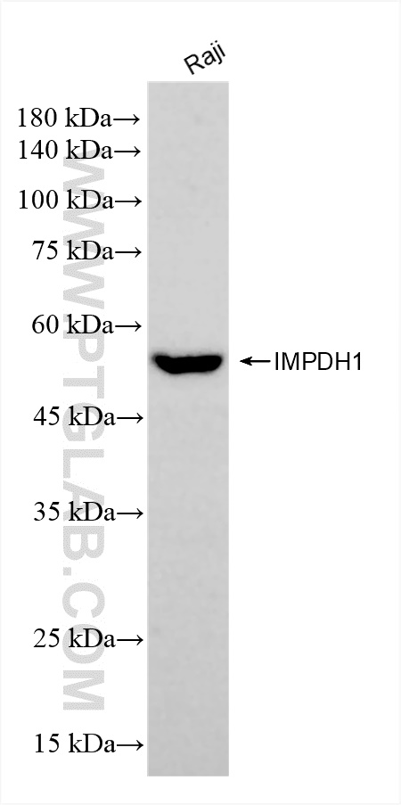 WB analysis of Raji using 84913-1-RR