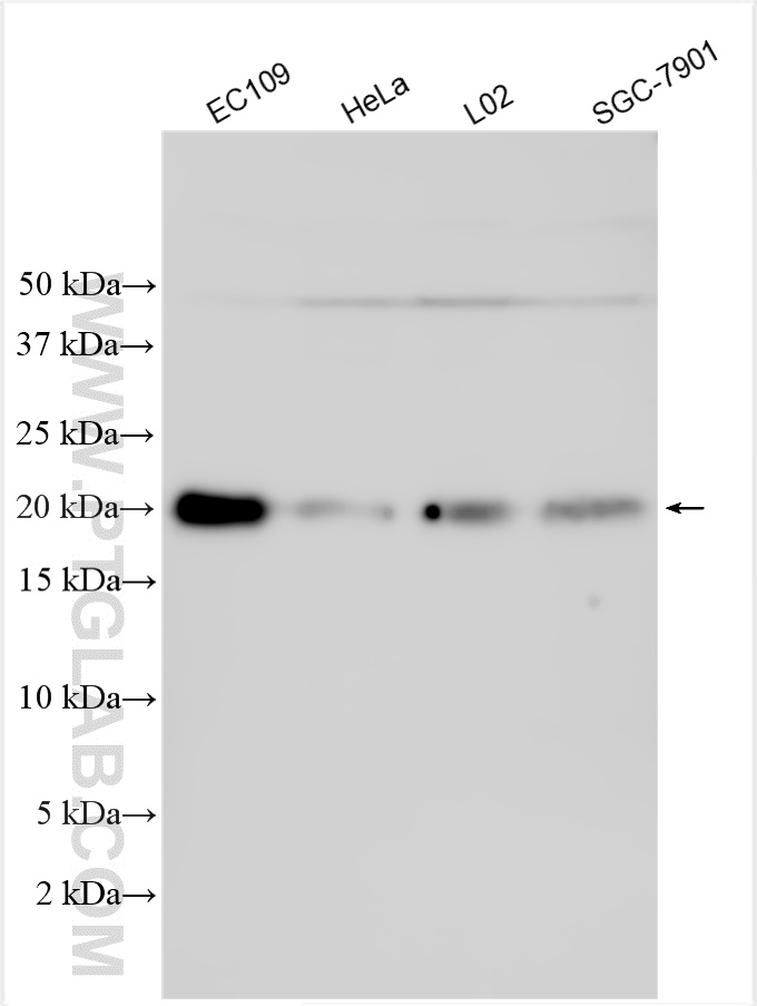 WB analysis using 25561-1-AP