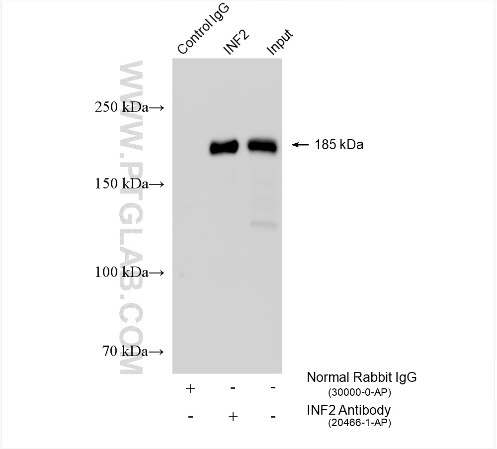 IP experiment of NIH/3T3 using 20466-1-AP