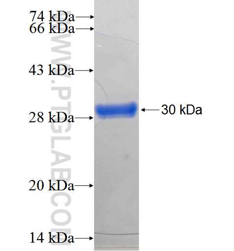 INHA fusion protein Ag24746 SDS-PAGE