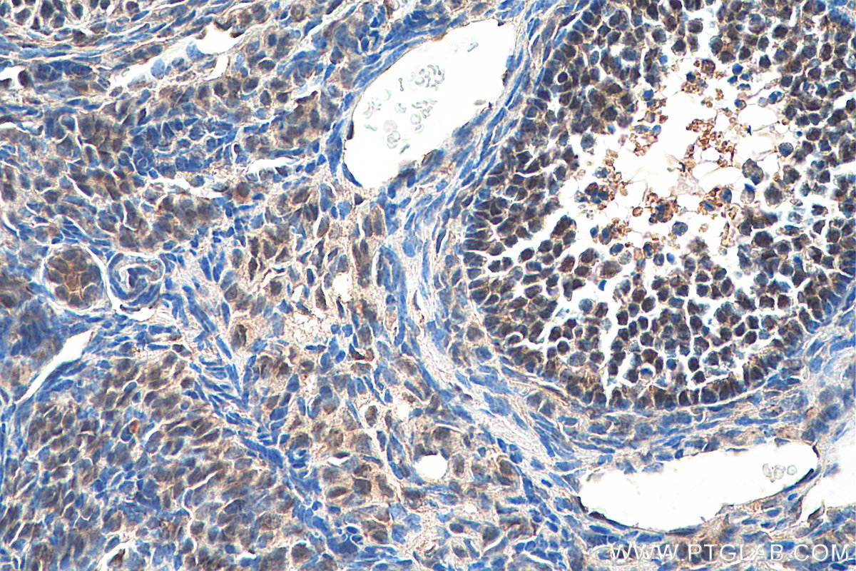 IHC staining of mouse ovary using 29488-1-AP