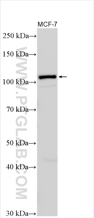 WB analysis using 15890-1-AP