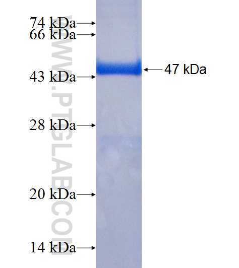 INPP5K fusion protein Ag7744 SDS-PAGE