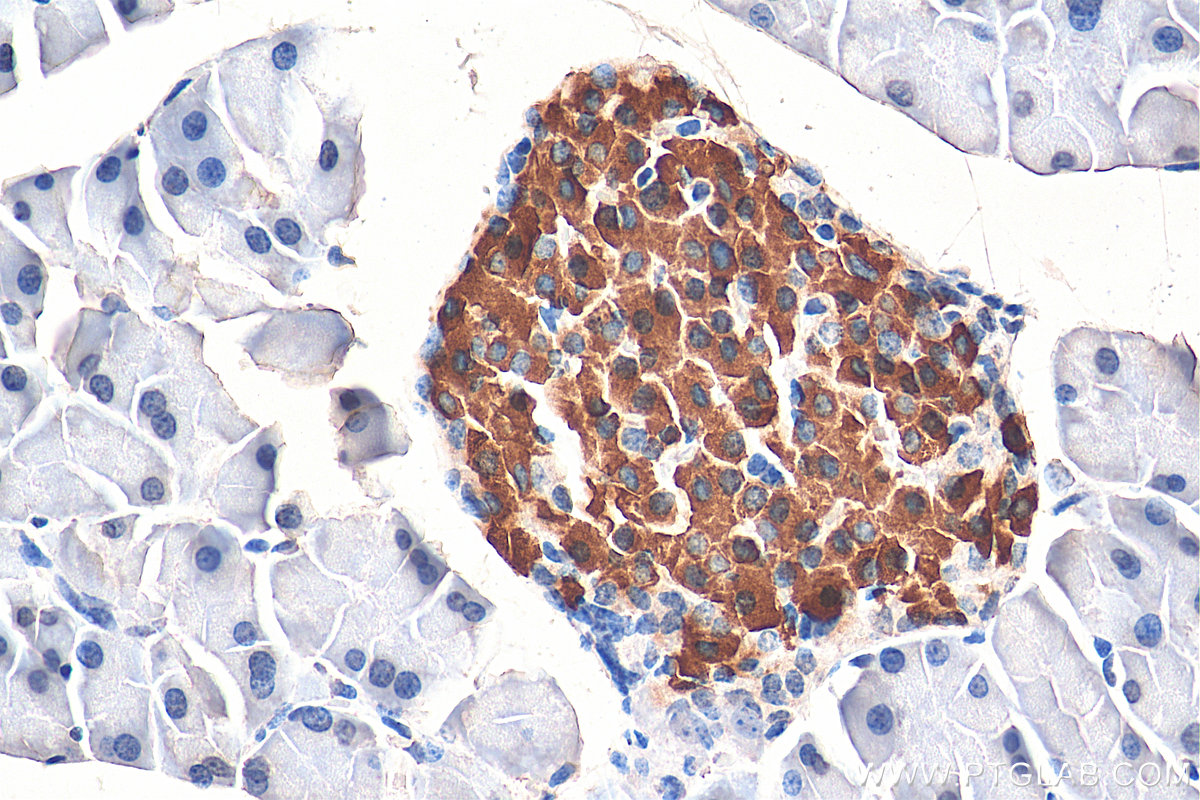 IHC staining of mouse pancreas using 15848-1-AP