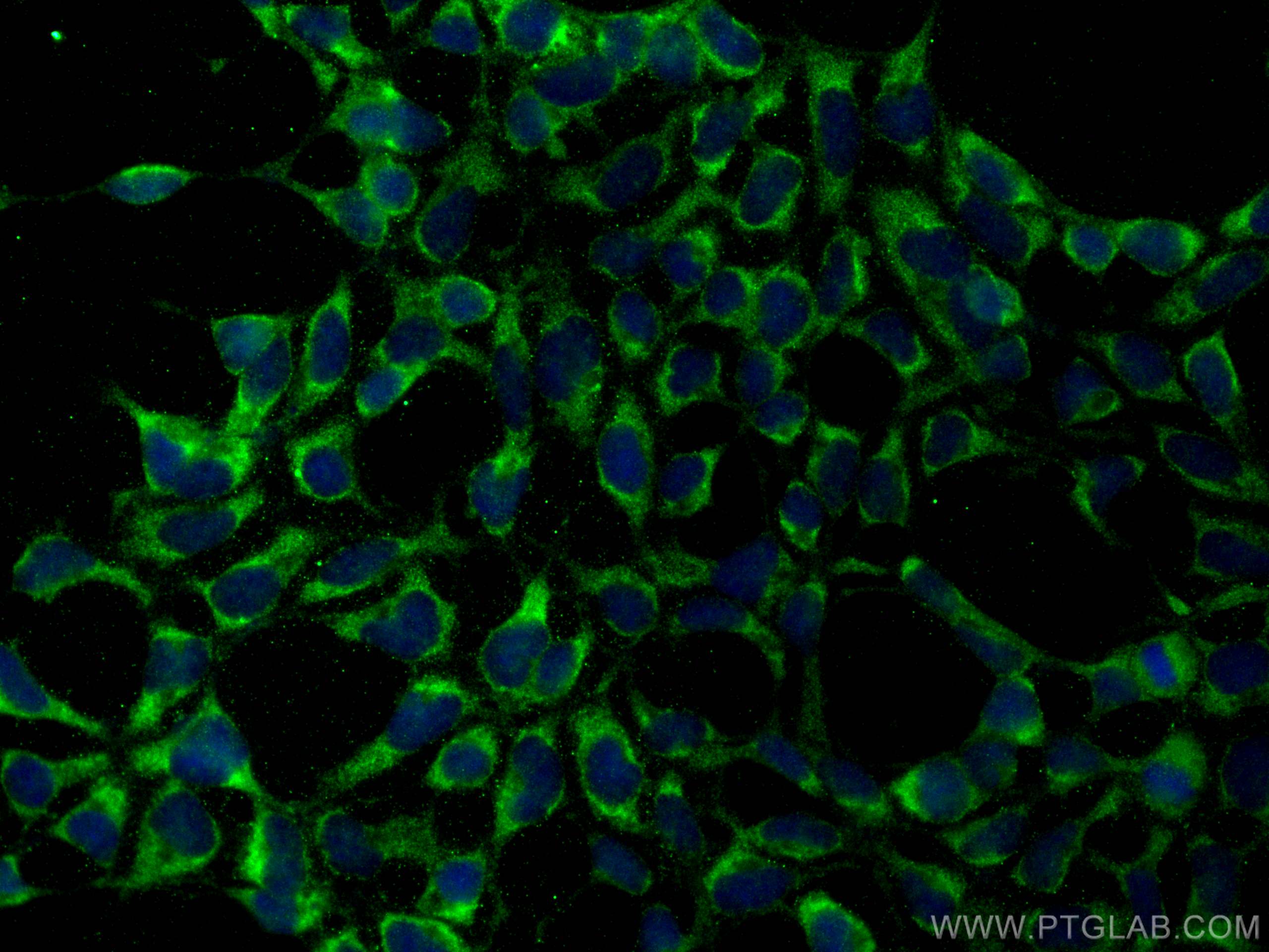 IF Staining of HEK-293 using 55282-1-AP