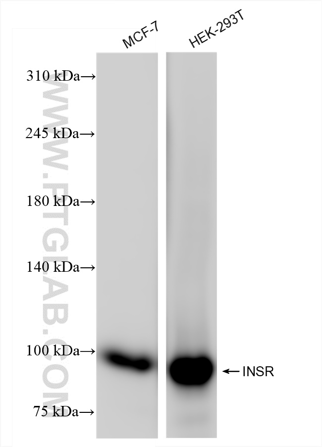 INSR