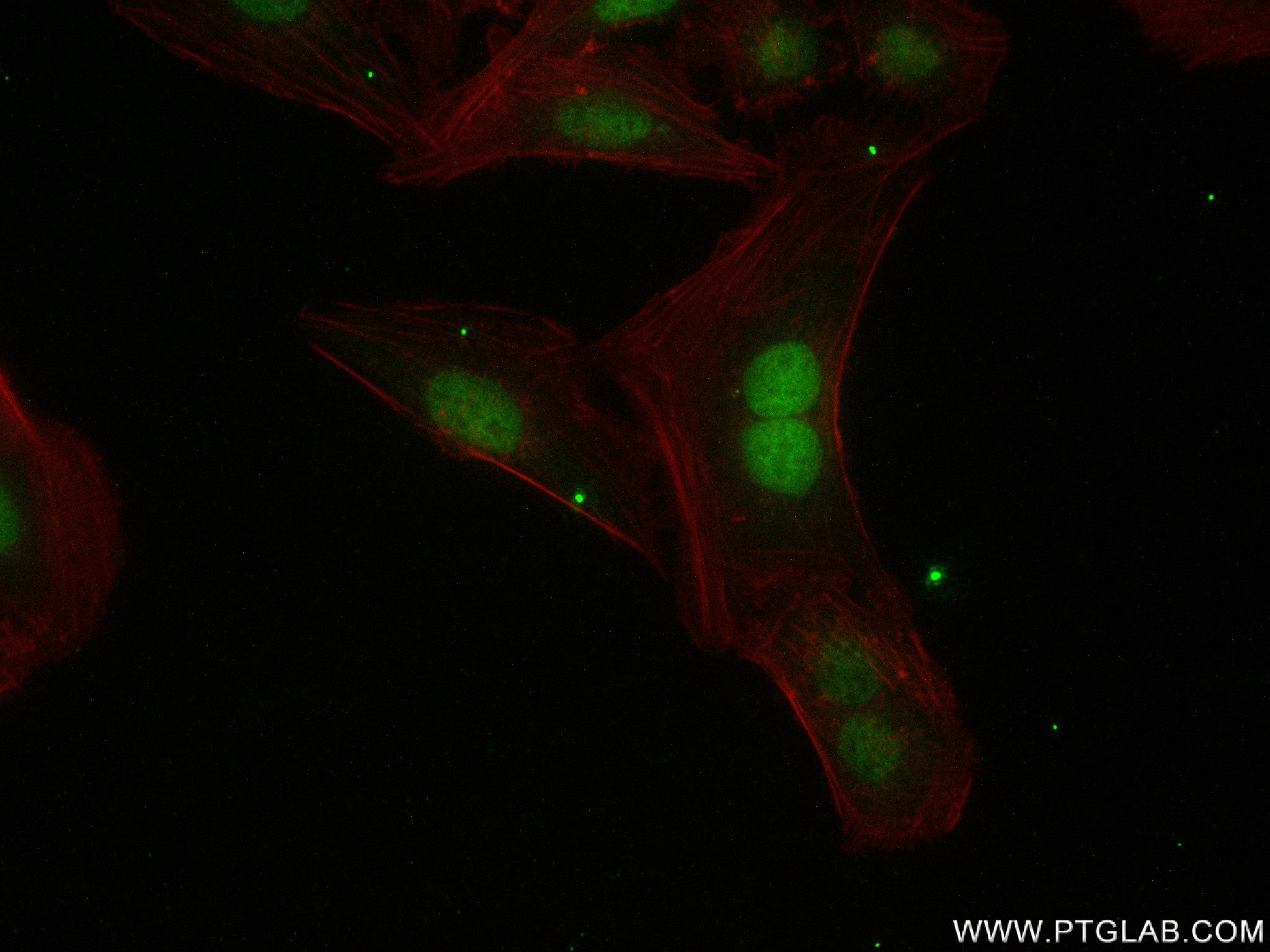 IF Staining of U2OS using 83154-1-RR