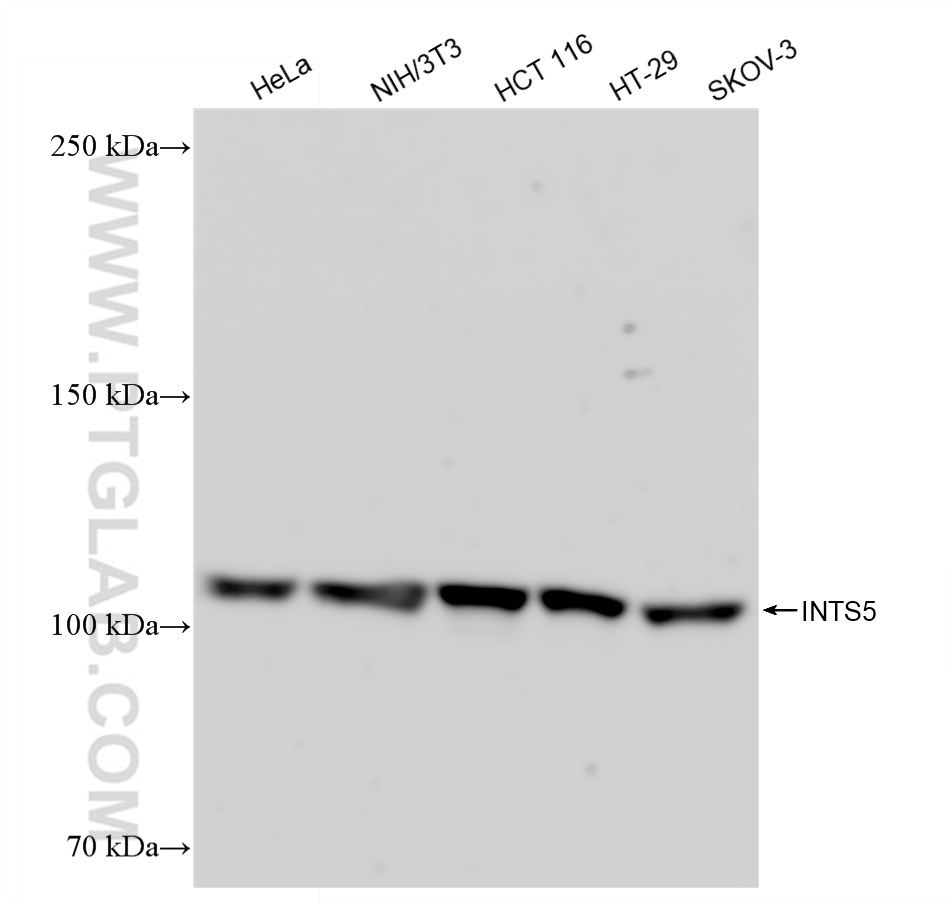 WB analysis using 83154-1-RR