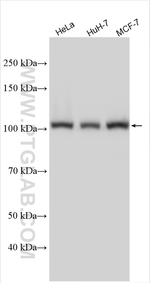 WB analysis using 31038-1-AP