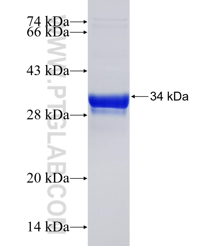 INTS8 fusion protein Ag34627 SDS-PAGE