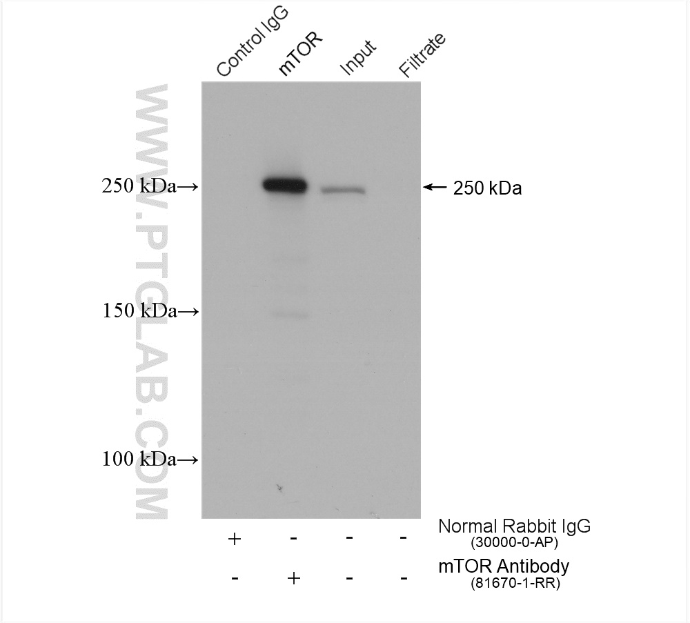 IP result of anti-mTOR (IP:81670-1-RR, 4ug; Detection:81670-1-RR 1:1000) with HeLa cells lysate 1760 ug.