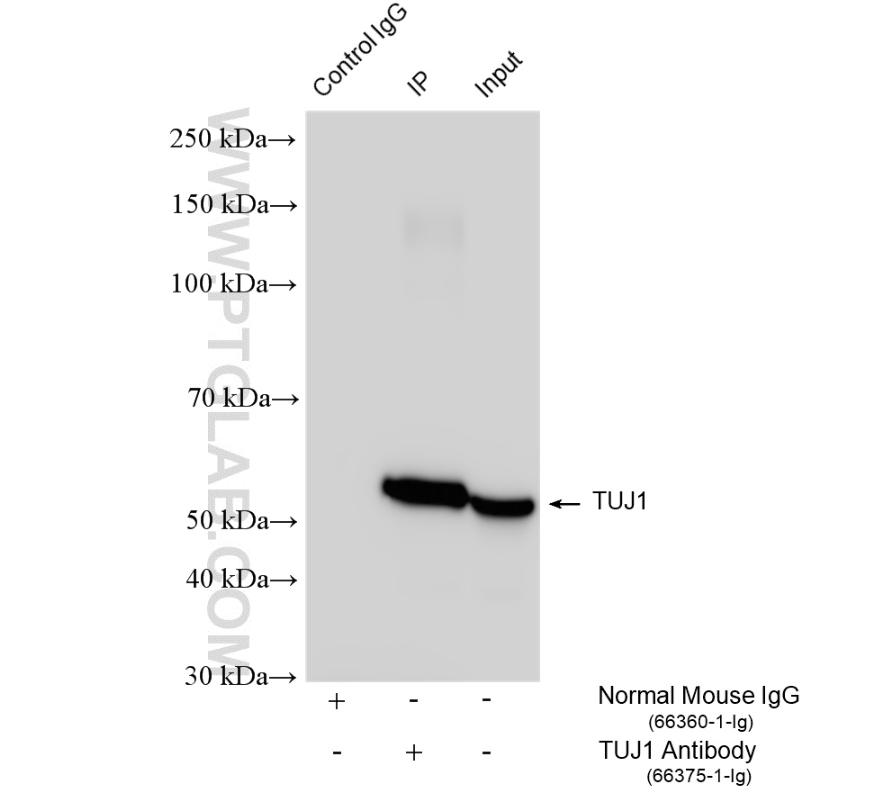 IP result of anti-TUJ1 (IP: 66375-1-Ig, 4 ug; Detection: 66375-1-Ig 1:10000) with SH-SY5Y cells lysate 1240 ug.