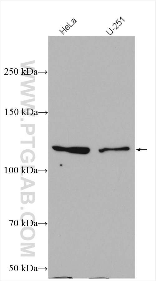 WB analysis using 28289-1-AP