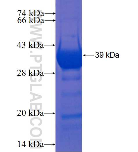 IQCK fusion protein Ag22679 SDS-PAGE