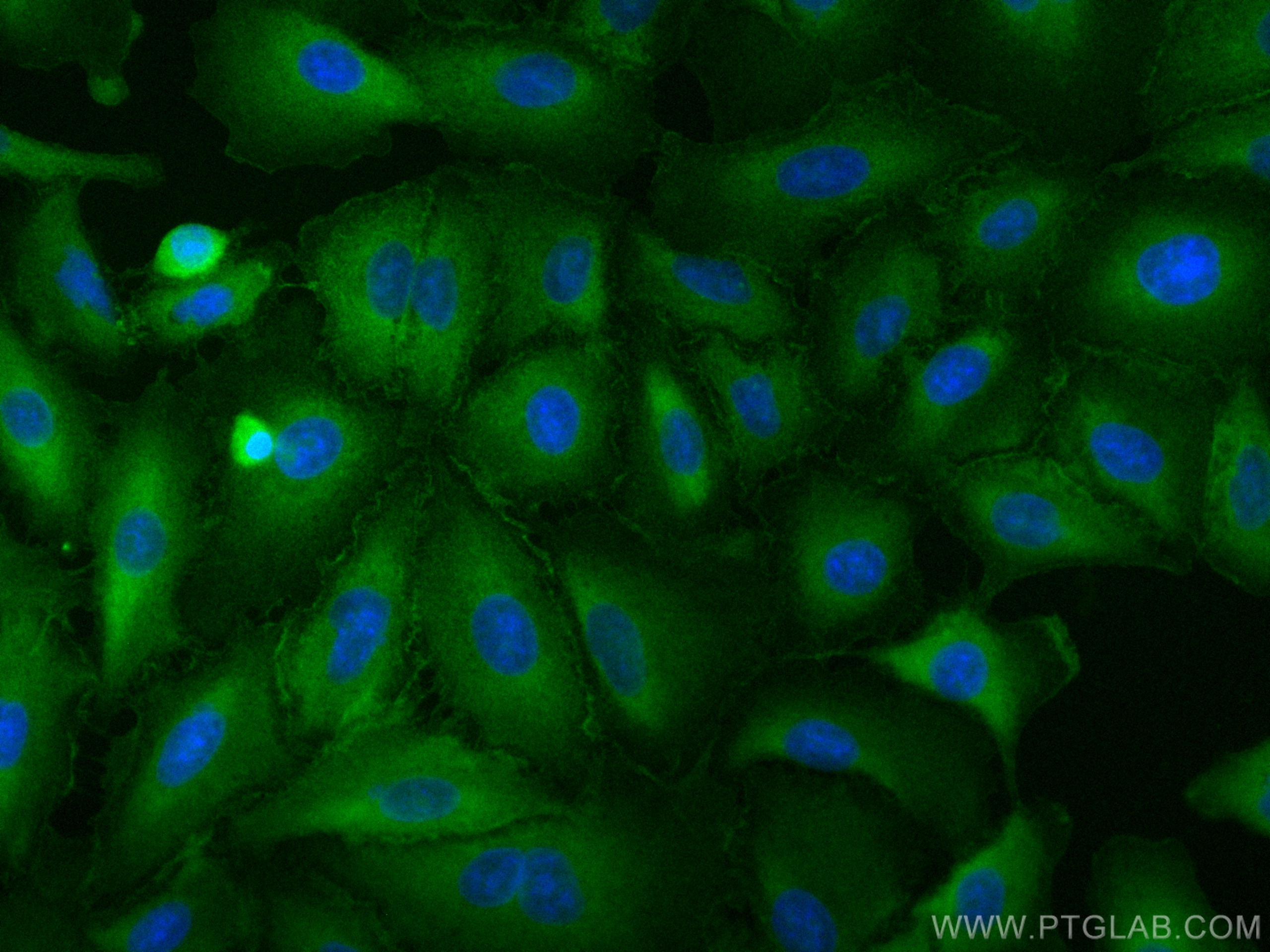 IF Staining of A549 using CL488-22167