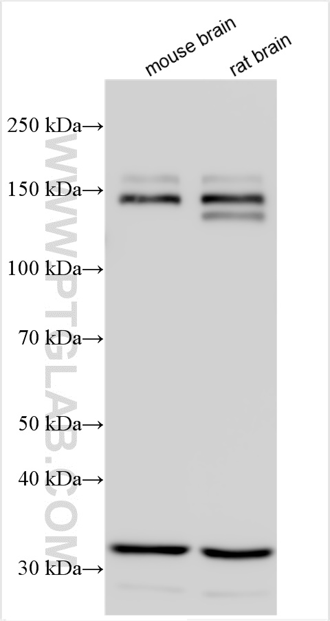 WB analysis using 22411-1-AP