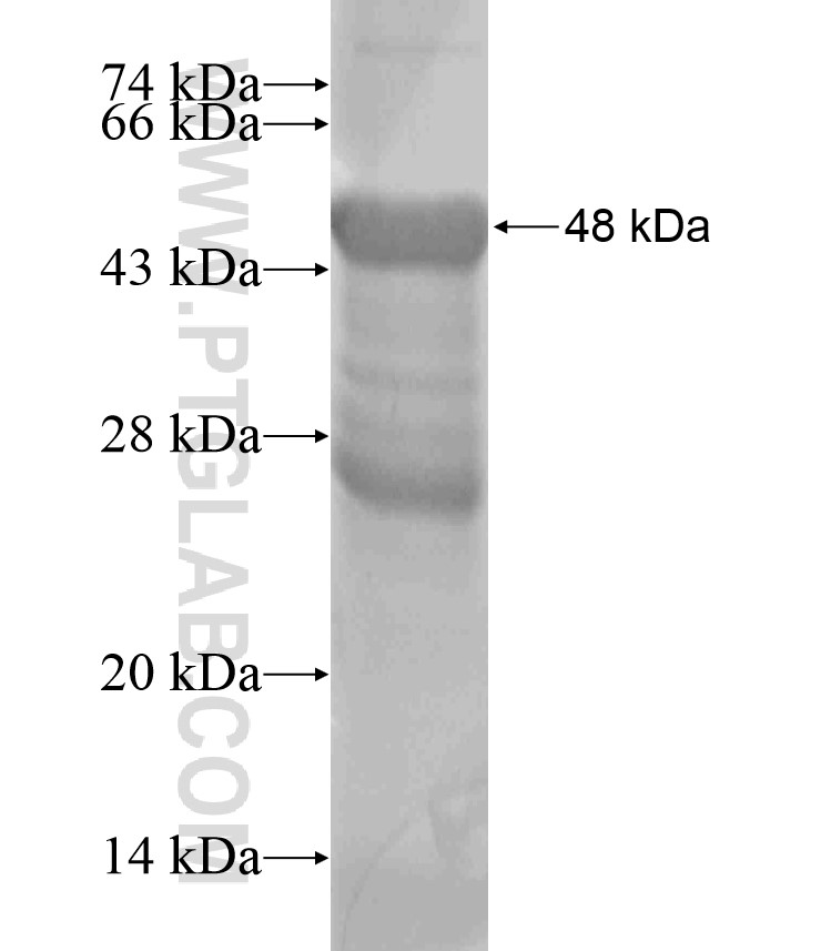 IQSEC3 fusion protein Ag18117 SDS-PAGE