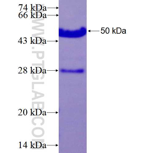 IQWD1 fusion protein Ag26645 SDS-PAGE