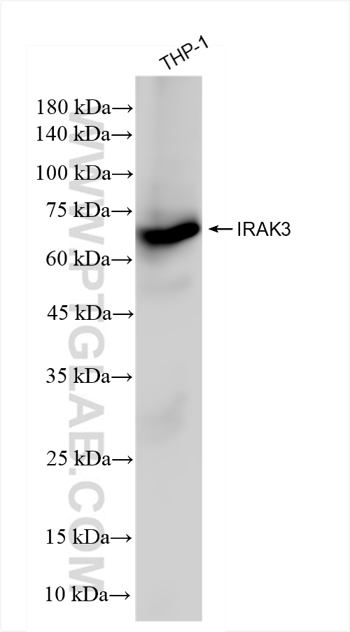 WB analysis of THP-1 using 83876-2-RR