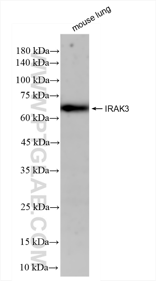 WB analysis of mouse lung using 83876-2-RR