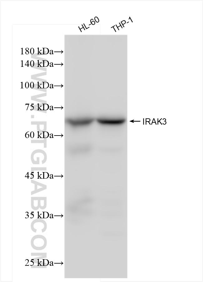 WB analysis using 83876-2-RR