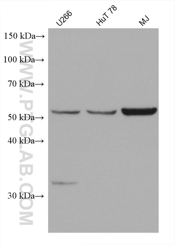 WB analysis using 66451-1-Ig