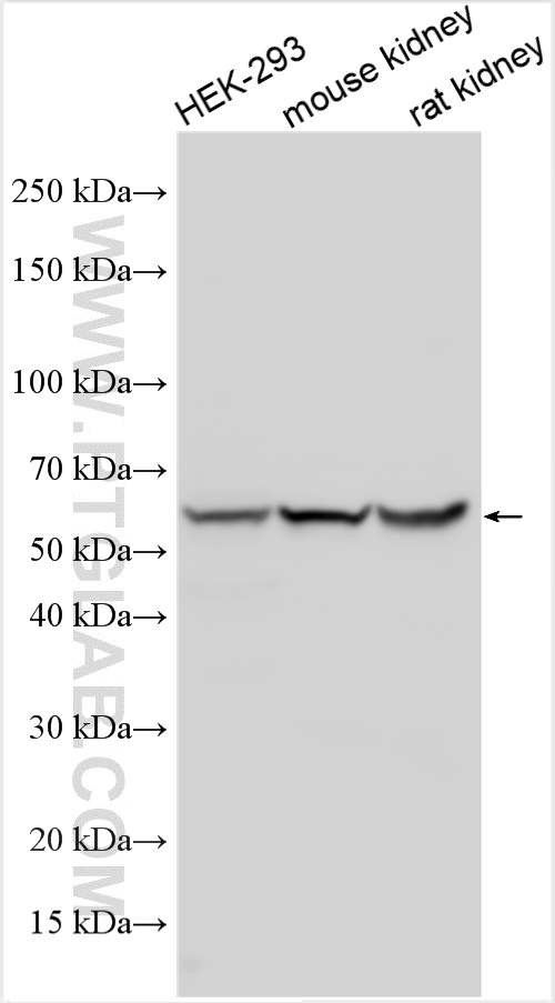 WB analysis using 22392-1-AP