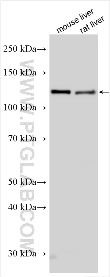 WB analysis using 31012-1-AP