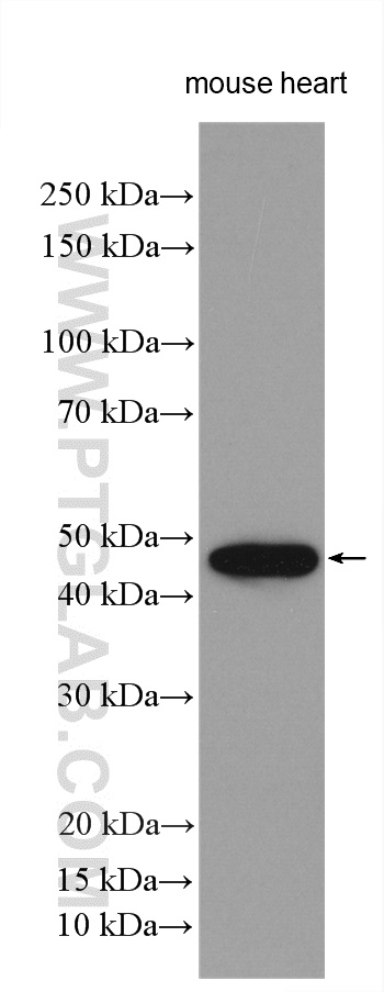 WB analysis using 24440-1-AP
